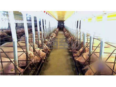 豬場養殖管理系統
