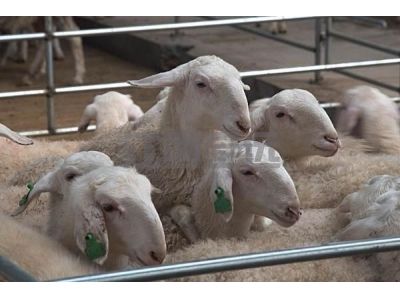 羊場養殖管理系統
