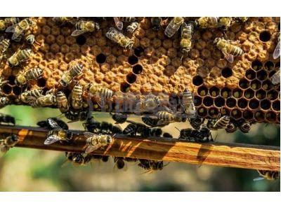 養蜂管理系統