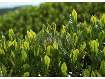 茶葉種植管理系統