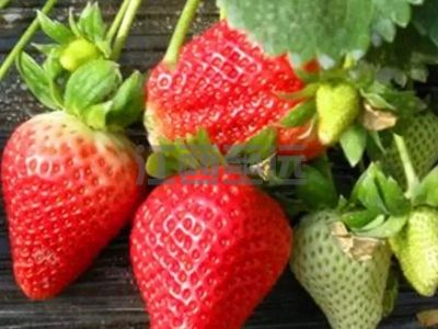 草莓種植管理系統