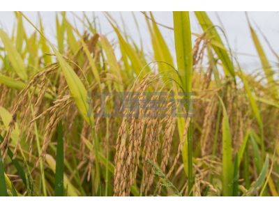 水稻種植管理系統