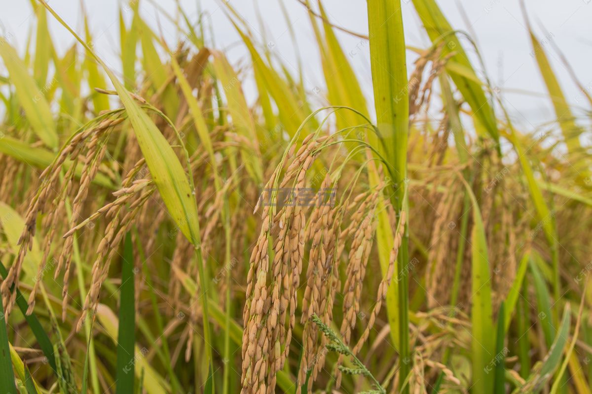 水稻種植管理系統